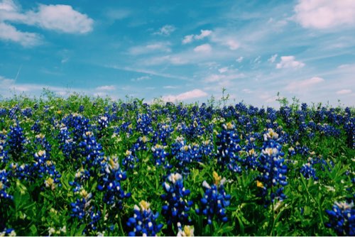 Texas bluebonnets